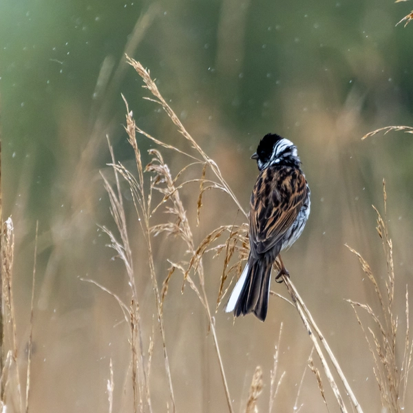 Reed Bunting in a rain shower