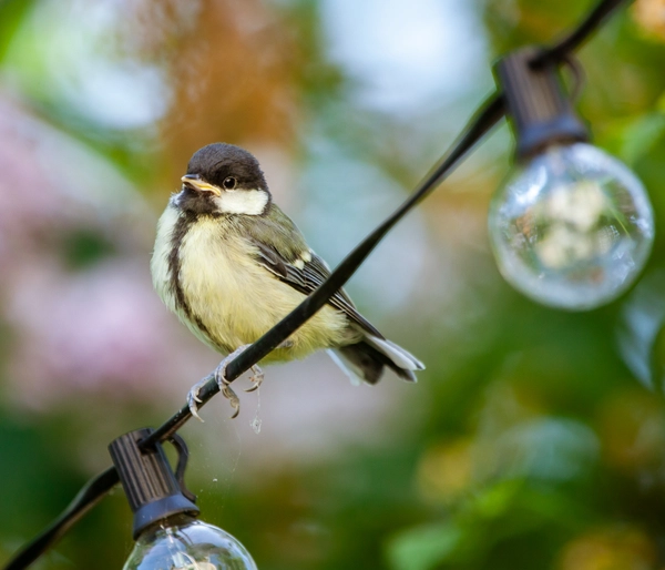 Great Tit on Lights