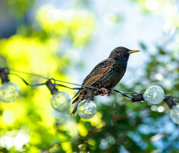 Starling on Lights