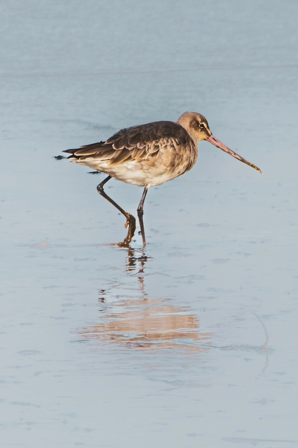 Black-Tailed Godwit