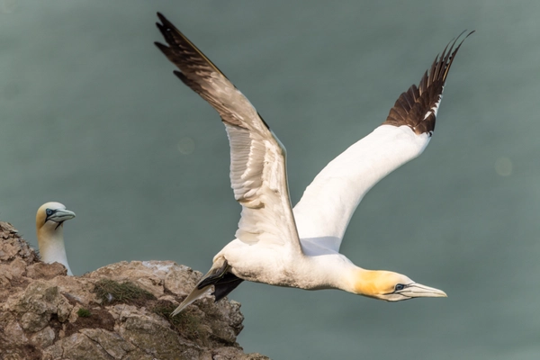 Gannets, Flamborough Head
